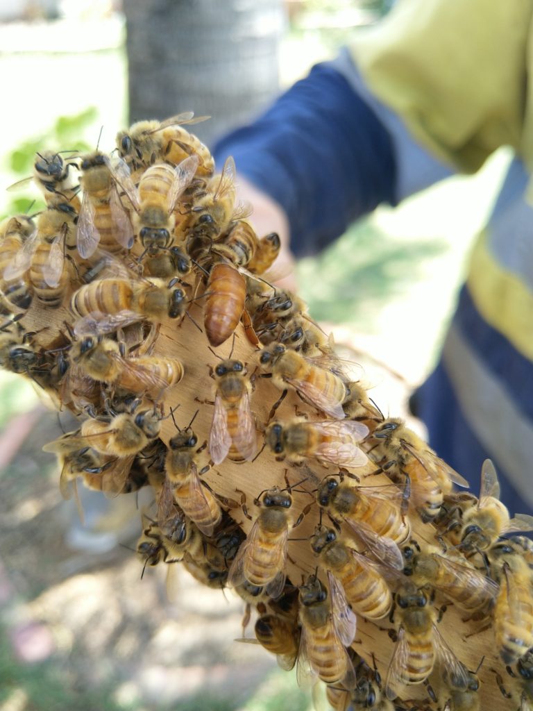 queen bees